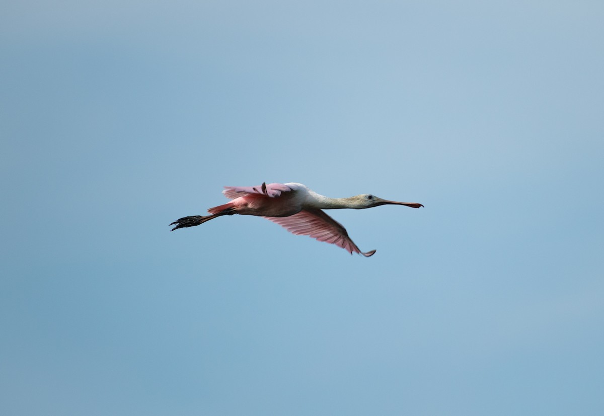 Roseate Spoonbill - ML644786167
