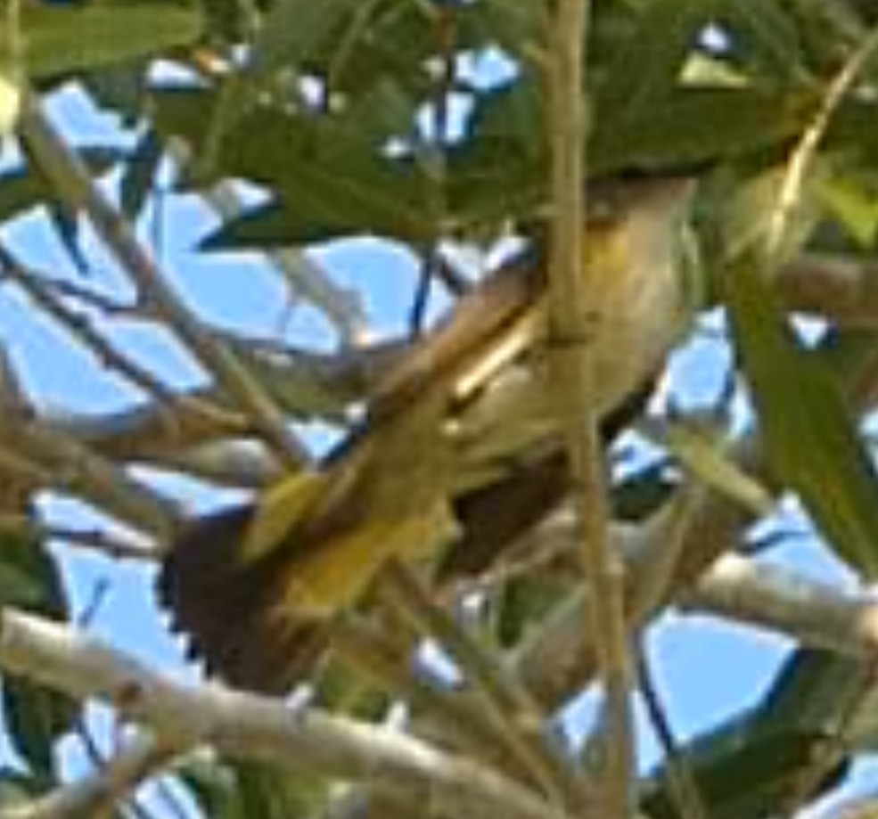 American Redstart - ML644786171