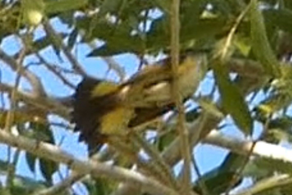 American Redstart - ML644786172