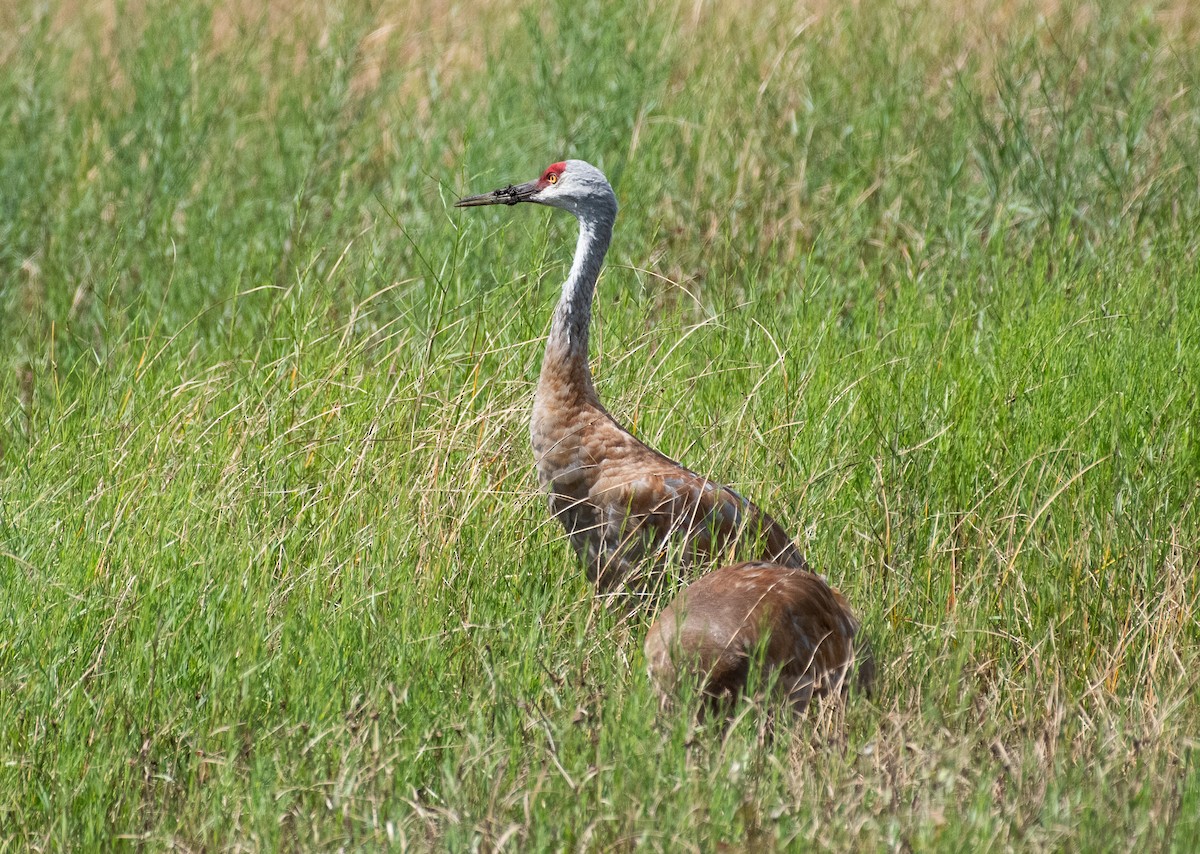 Sandhill Crane - ML644786176