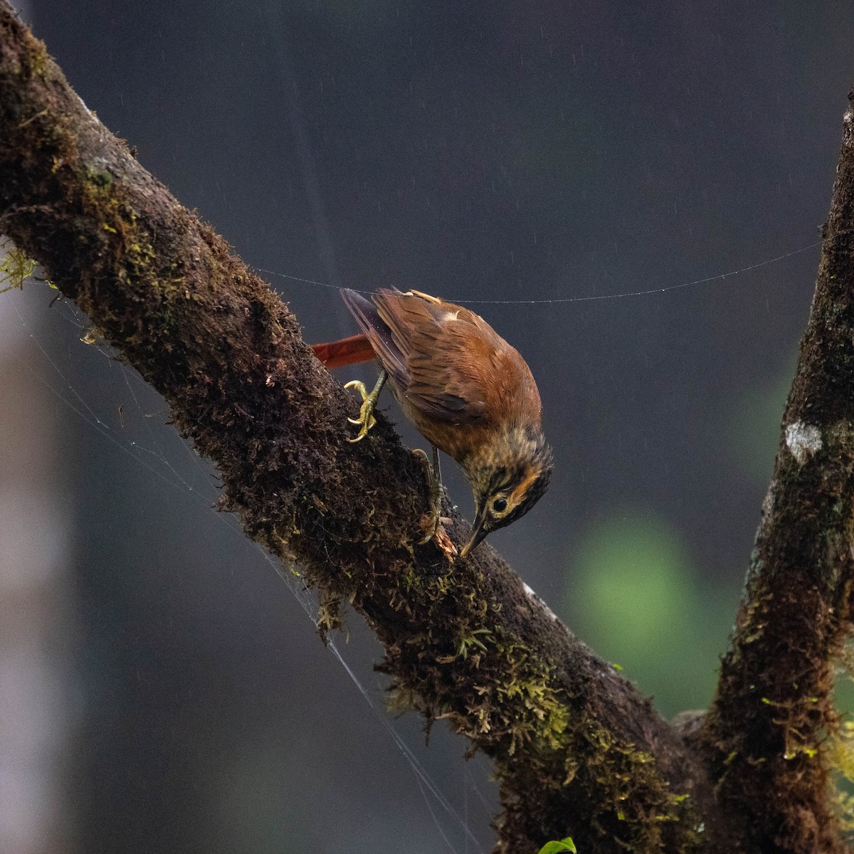 Scaly-throated Foliage-gleaner - ML644786180