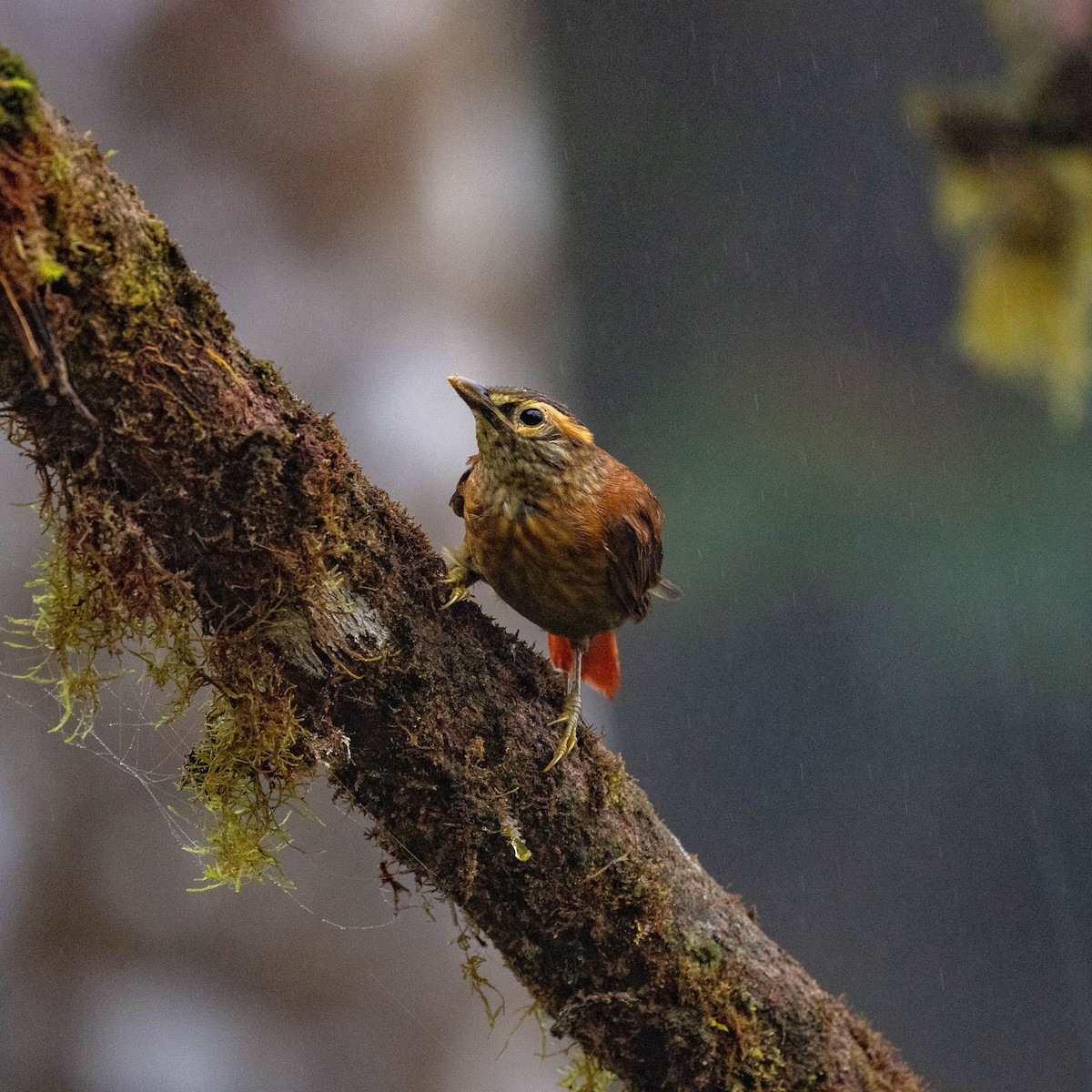 Scaly-throated Foliage-gleaner - ML644786182