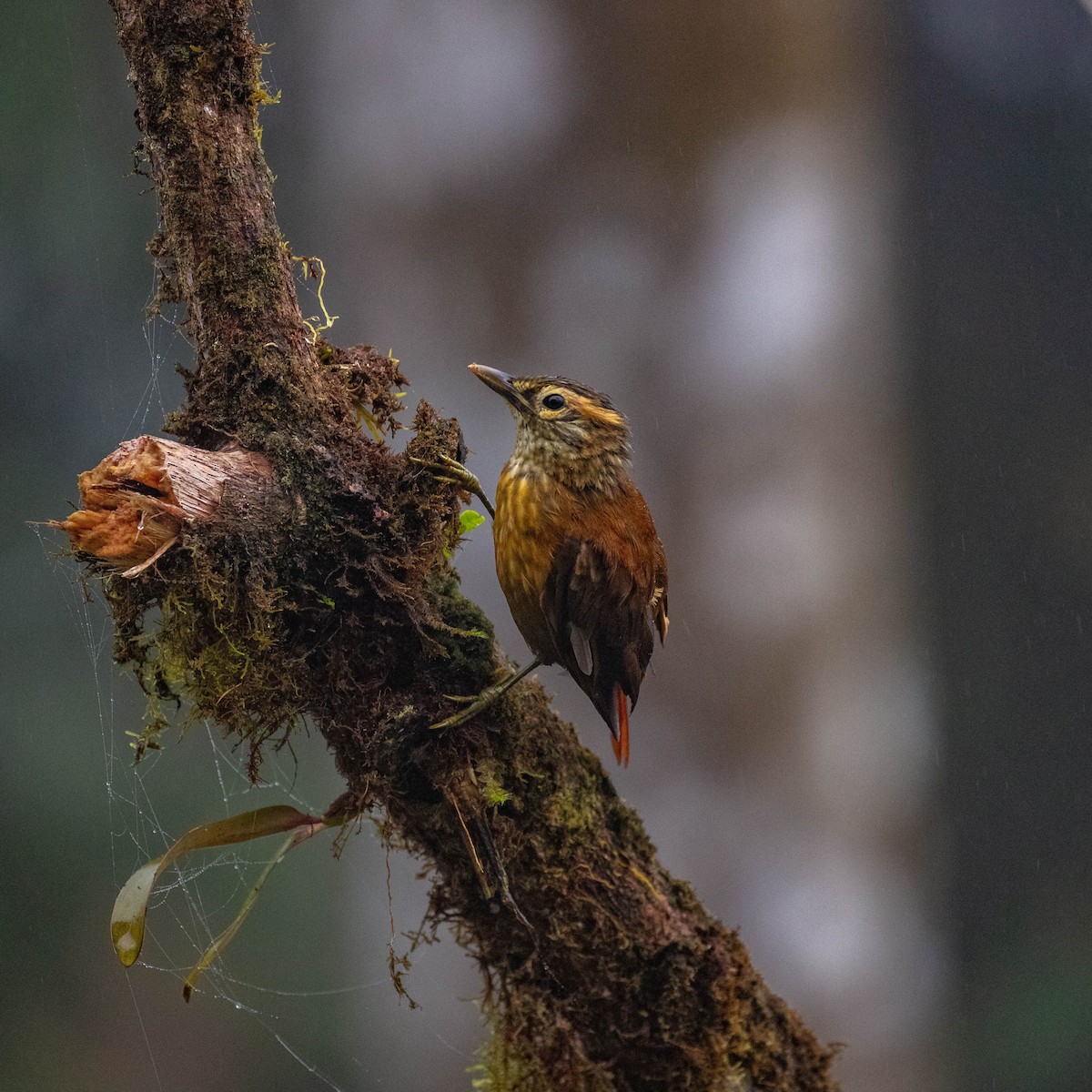 Scaly-throated Foliage-gleaner - ML644786183
