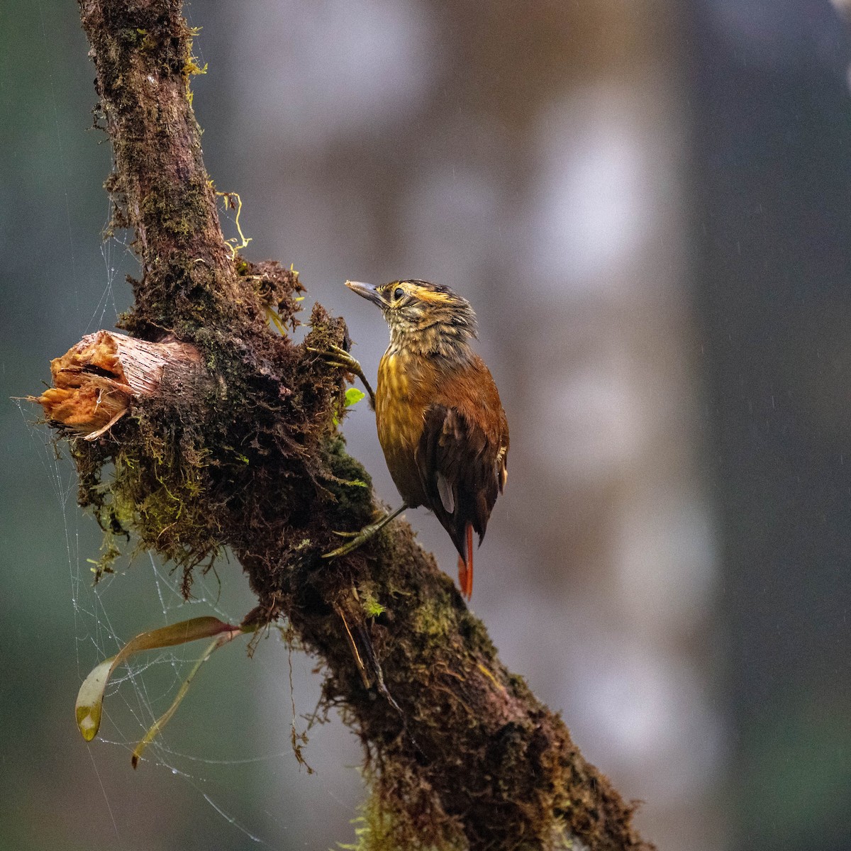 Scaly-throated Foliage-gleaner - ML644786184