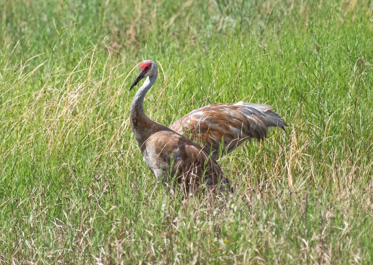 Sandhill Crane - ML644786185