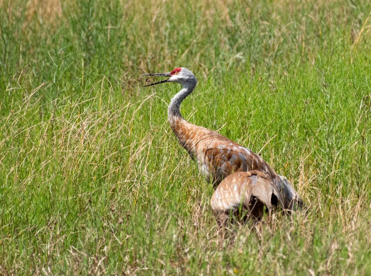 Sandhill Crane - ML644786186