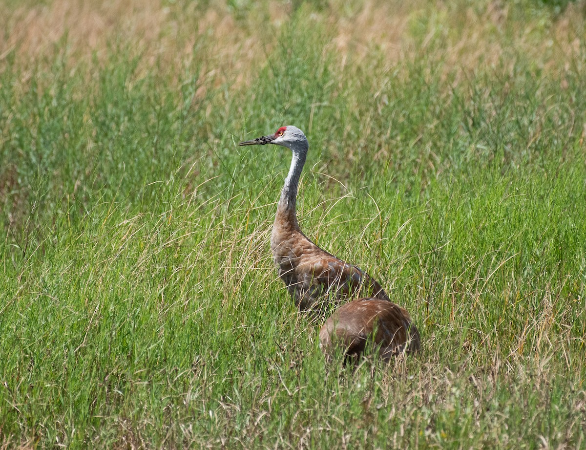 Sandhill Crane - ML644786187