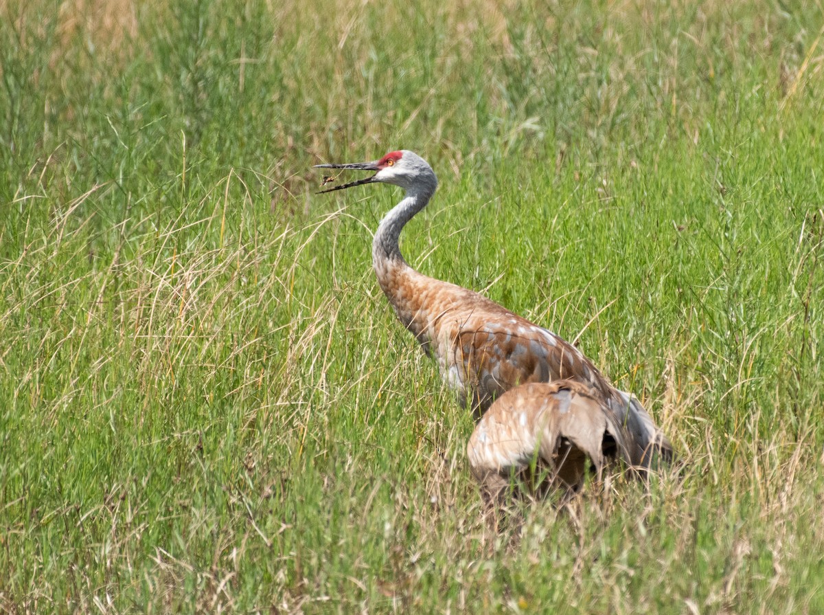 Sandhill Crane - ML644786188
