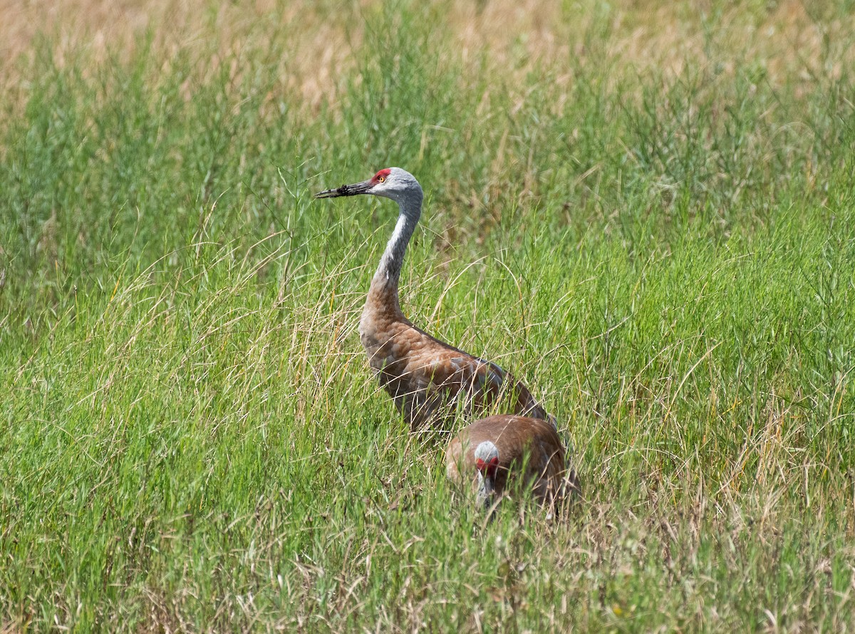 Sandhill Crane - ML644786189