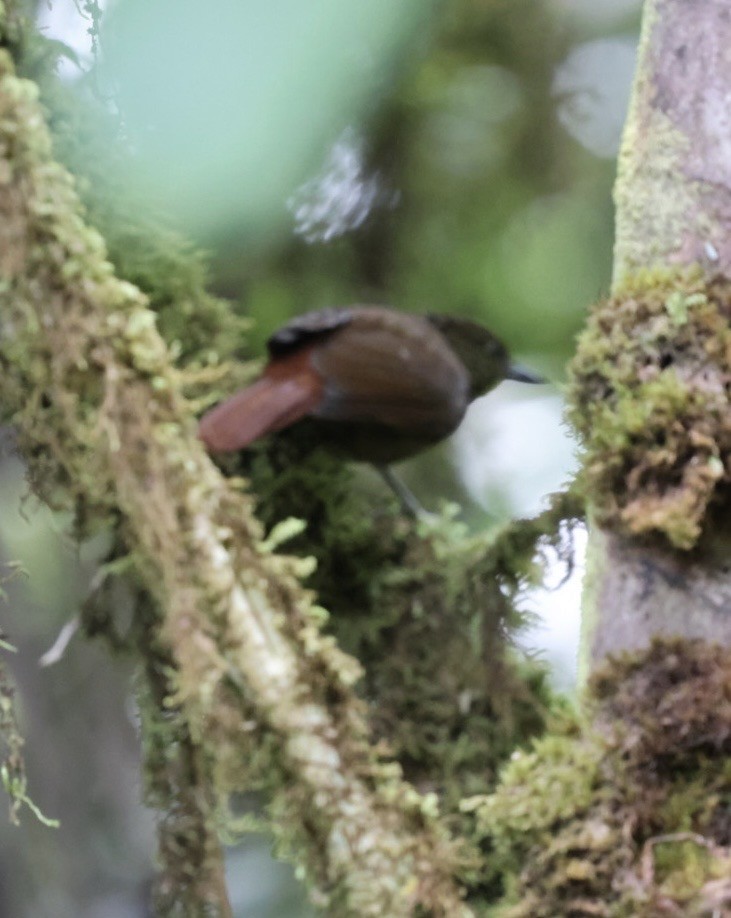 Lineated Foliage-gleaner - ML644786195