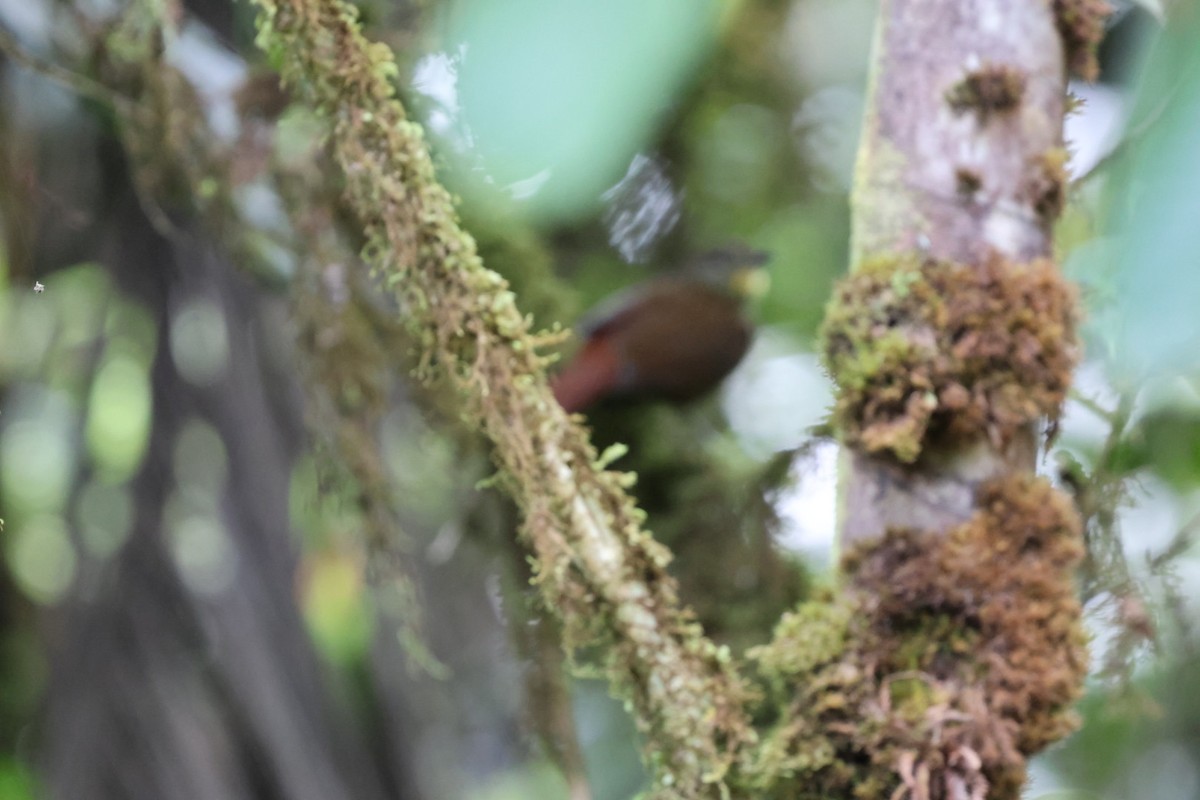 Lineated Foliage-gleaner - ML644786196