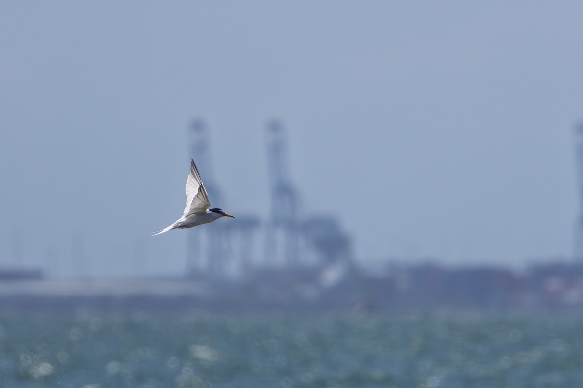 rybák malý - ML644786207