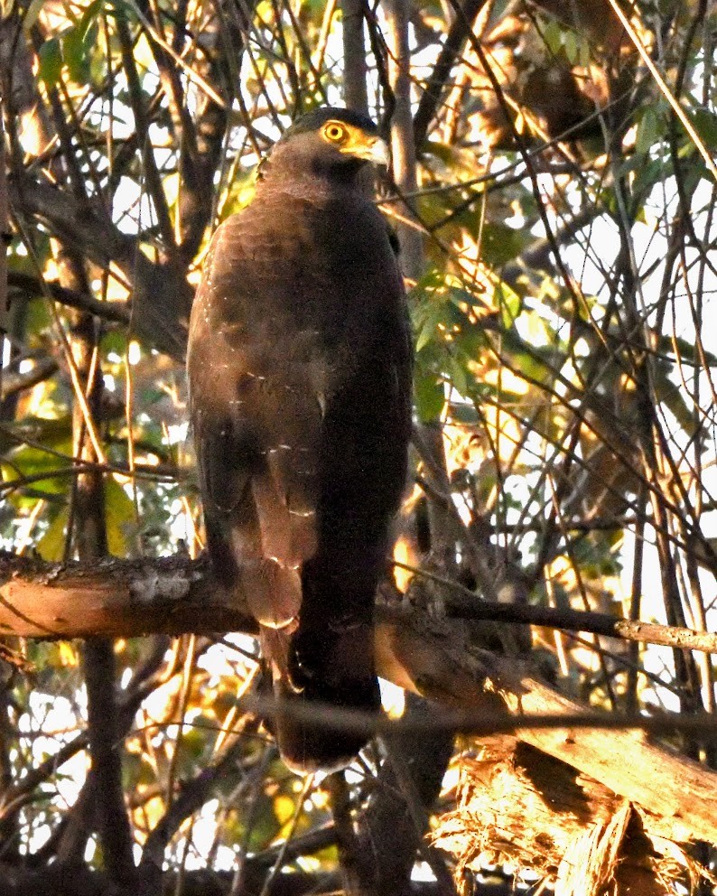 Haubenschlangenadler - ML644786208