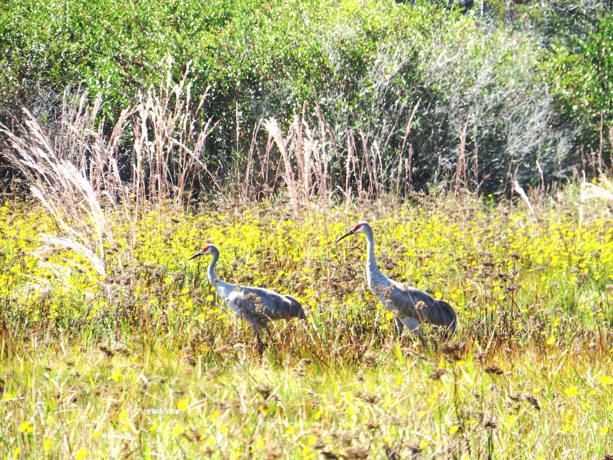 Sandhill Crane - ML644786209