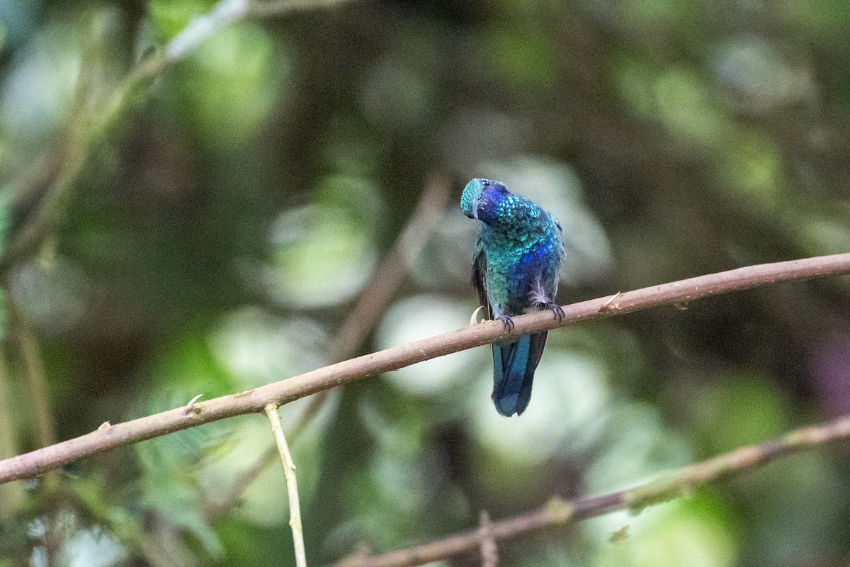 Колібрі синьочеревий - ML644786210