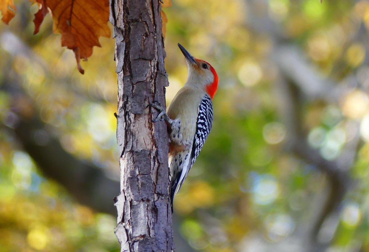 Carpintero de Carolina - ML644786231