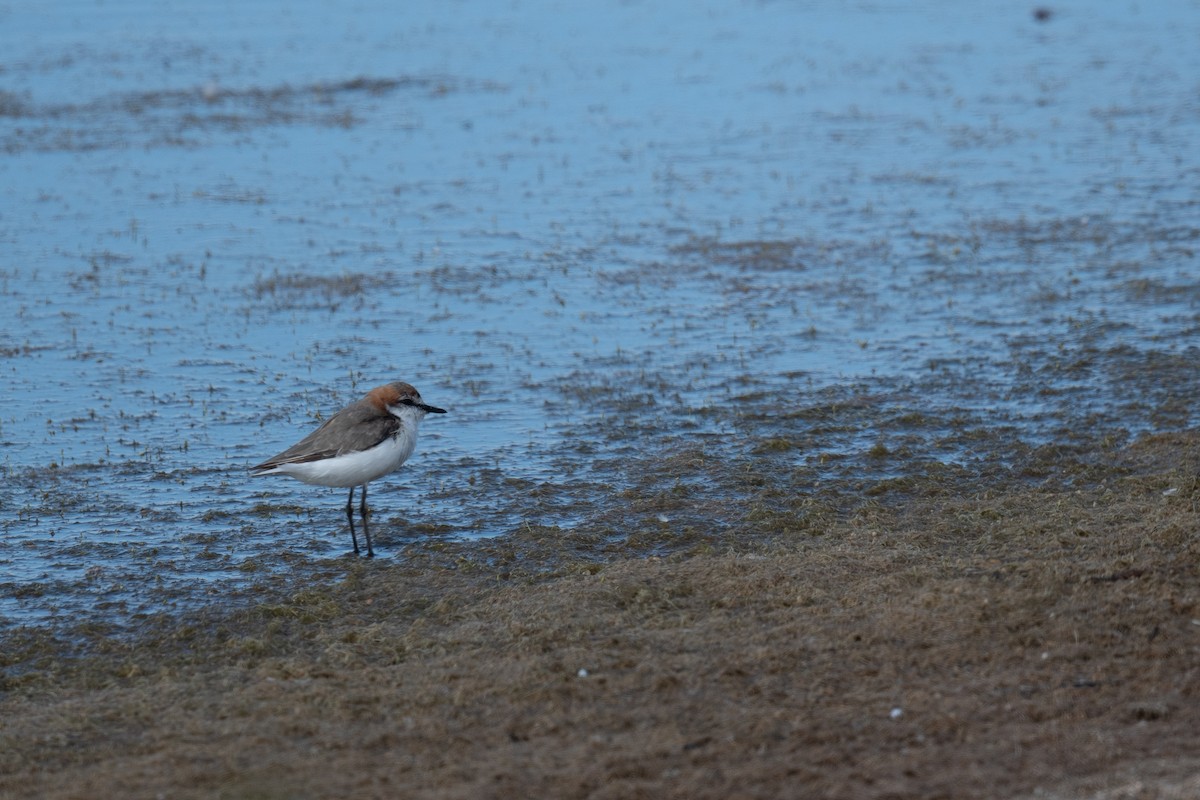 Chorlitejo Capirrojo - ML644786235