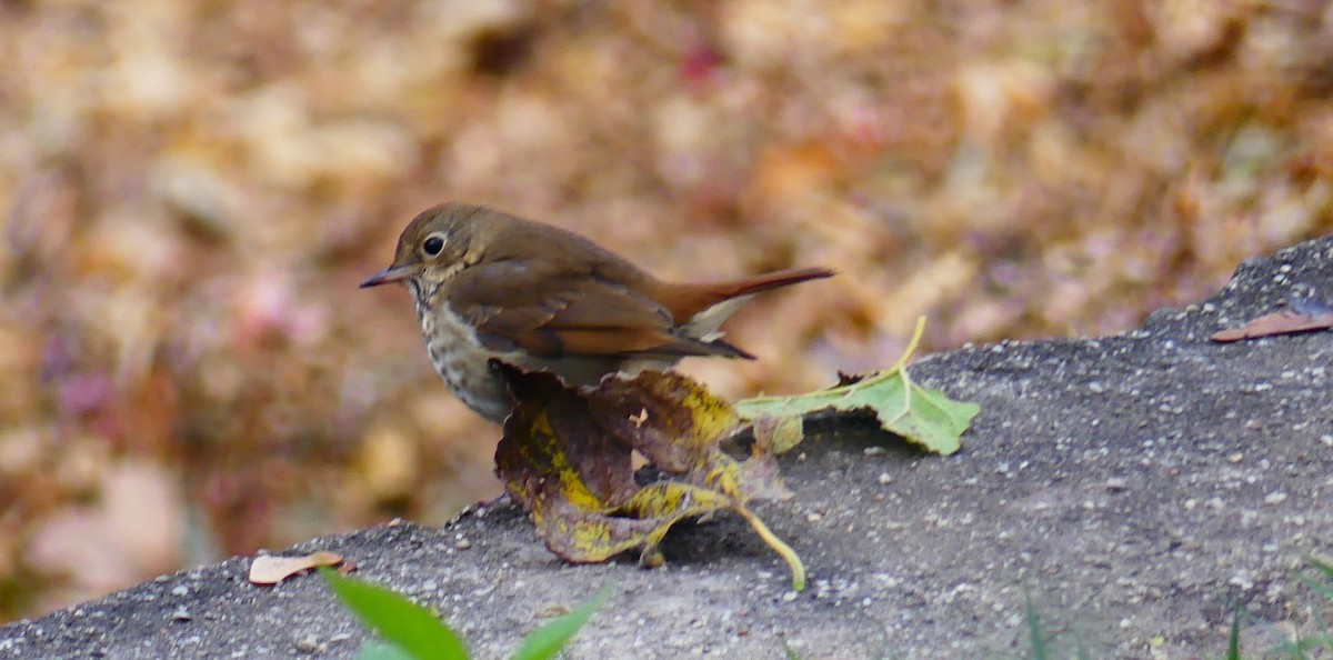 Hermit Thrush - ML644786238