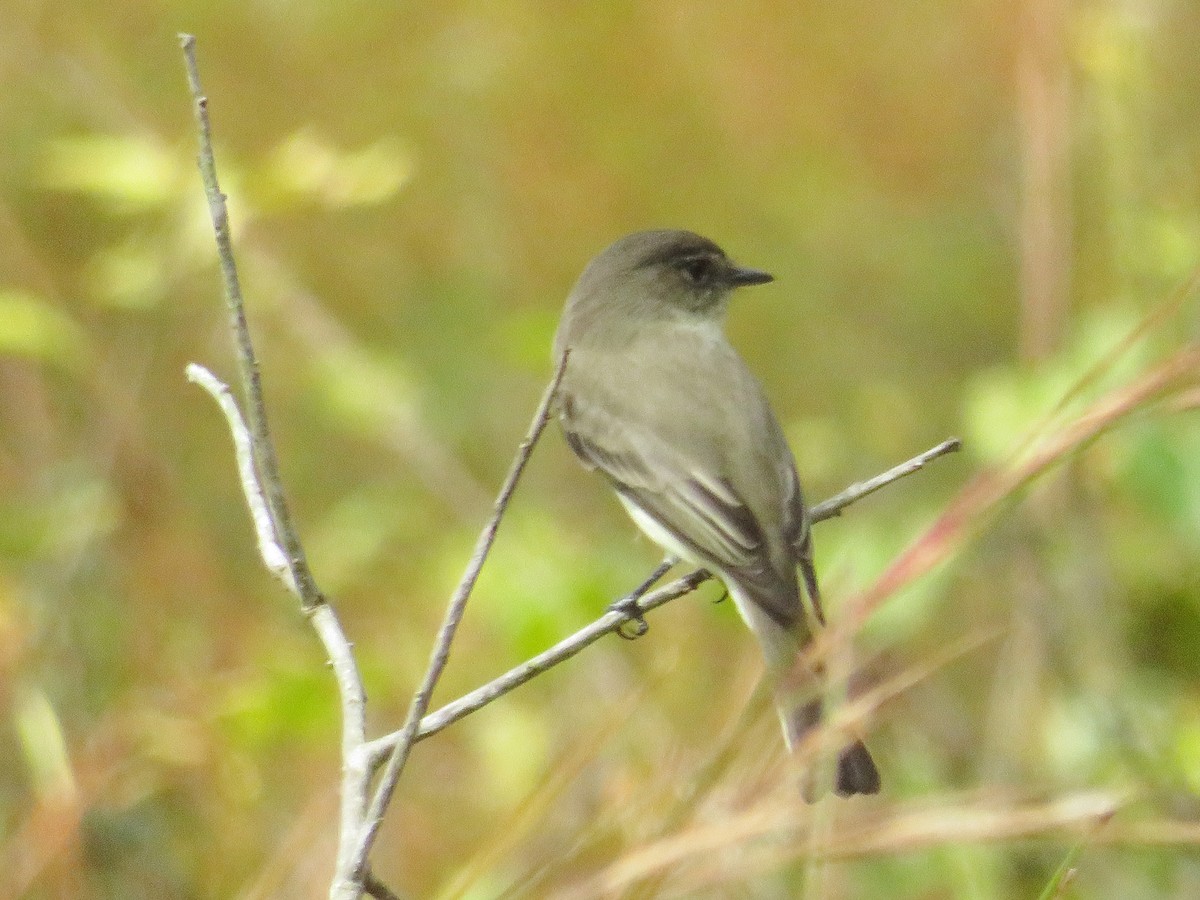 Mosquero Fibí - ML644786247