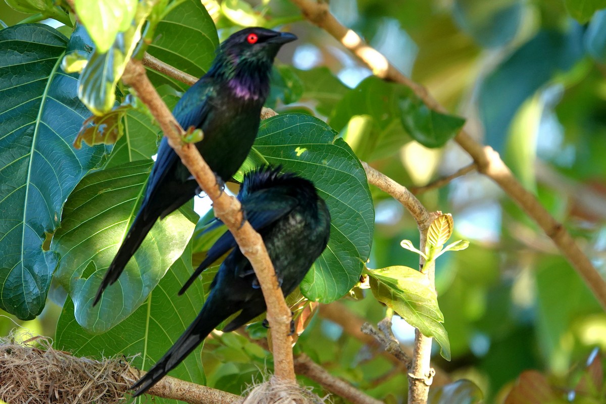 špaček lesklý - ML644786256