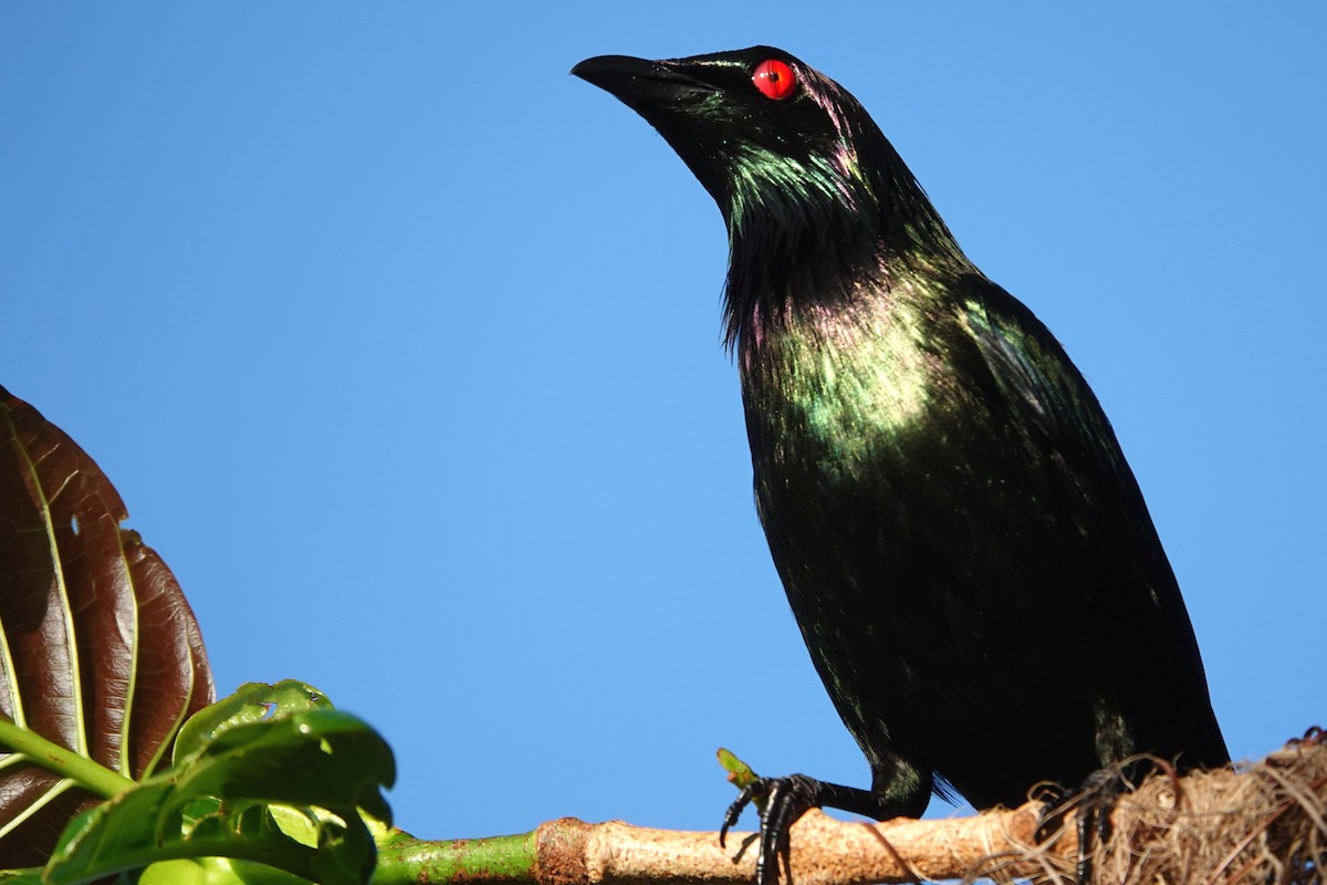 špaček lesklý - ML644786258