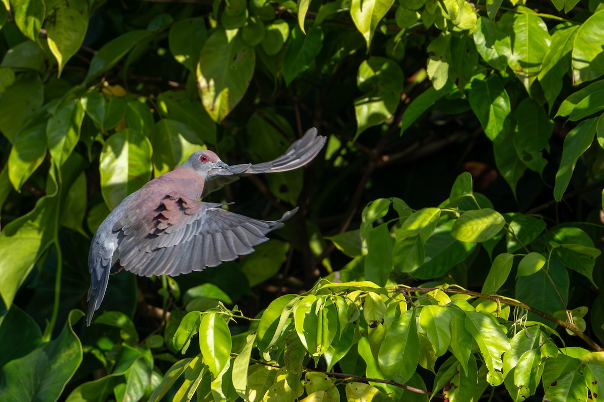 Pale-vented Pigeon - ML644786259