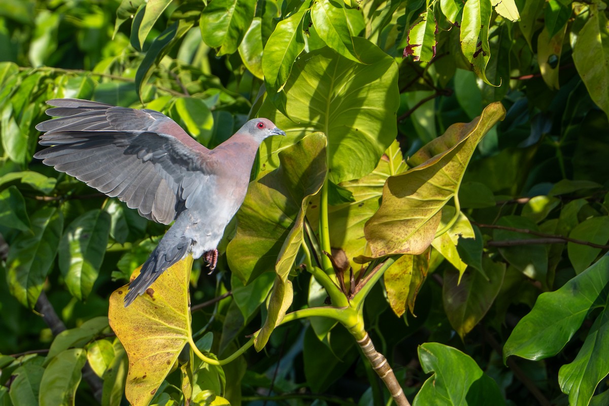 Pale-vented Pigeon - ML644786260