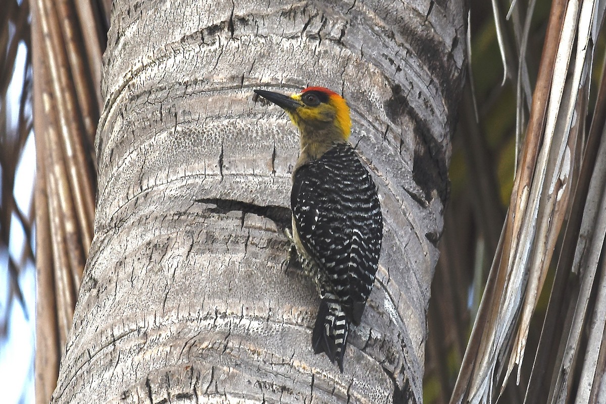 gullkinnspett - ML644786278