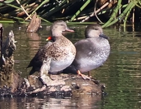 Gadwall - ML644786290
