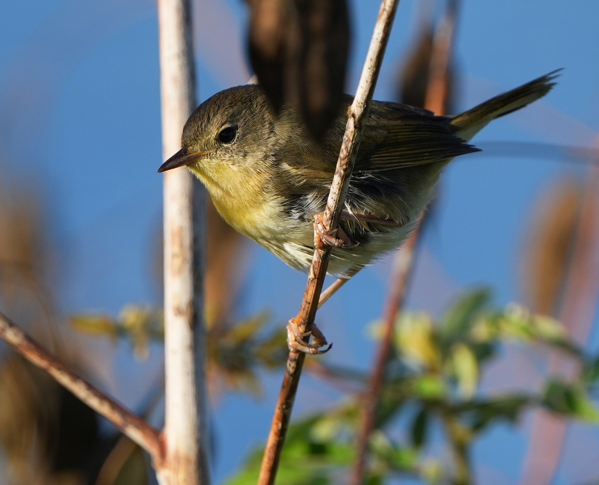 Common Yellowthroat - ML644786291