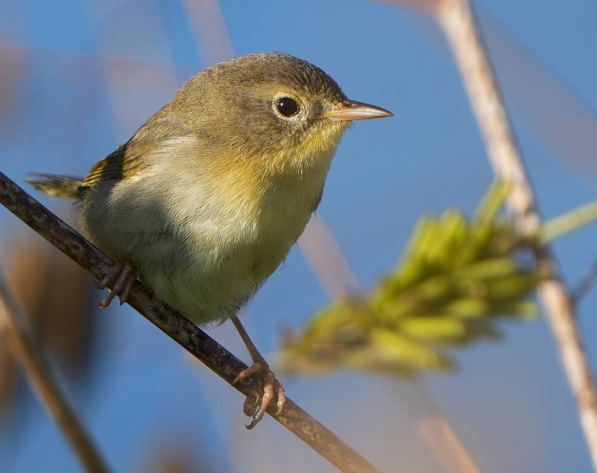 Common Yellowthroat - ML644786295