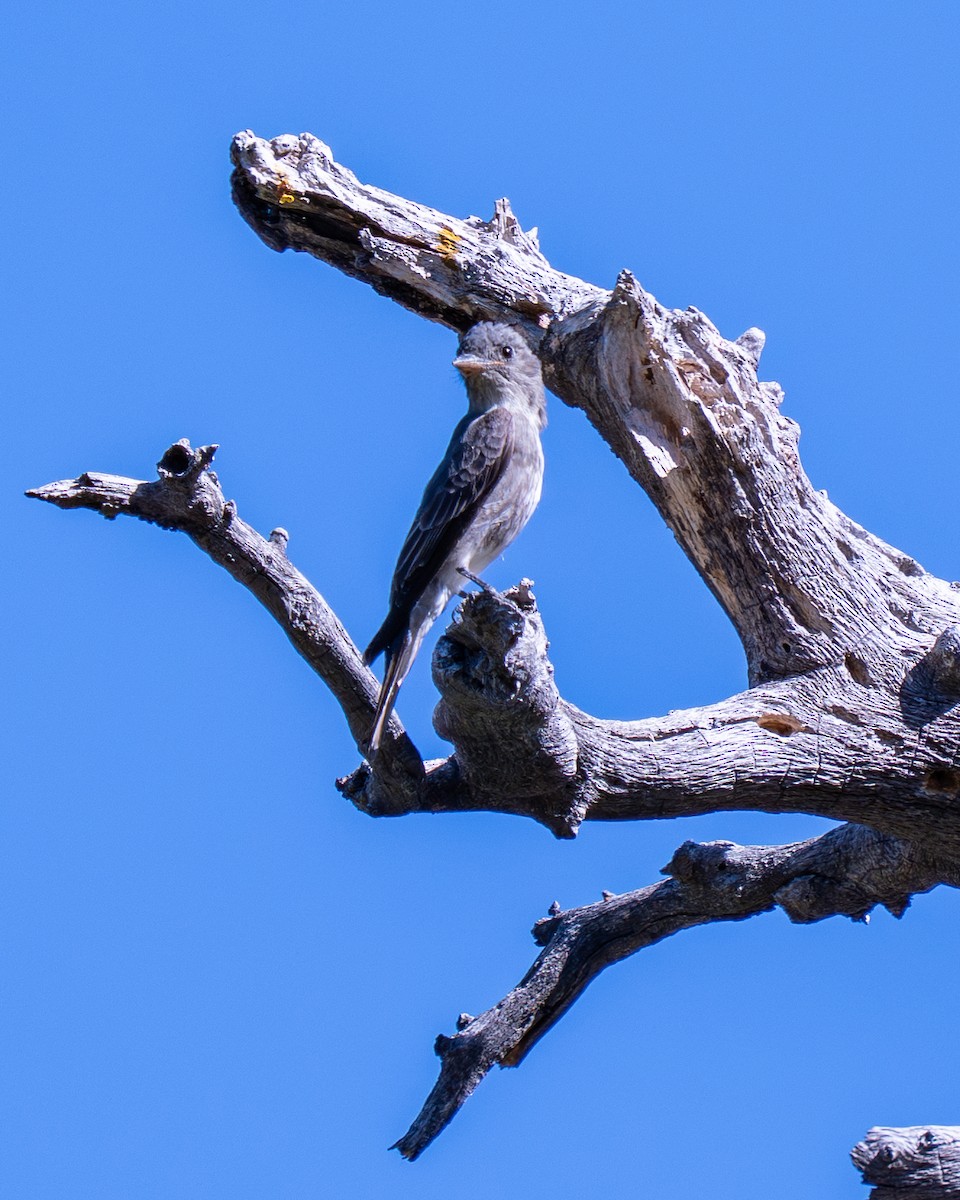 ナキヒタキモドキ - ML644786298