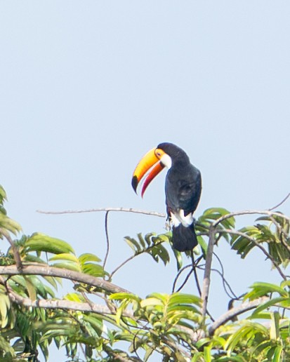 Toco Toucan - ML644786300