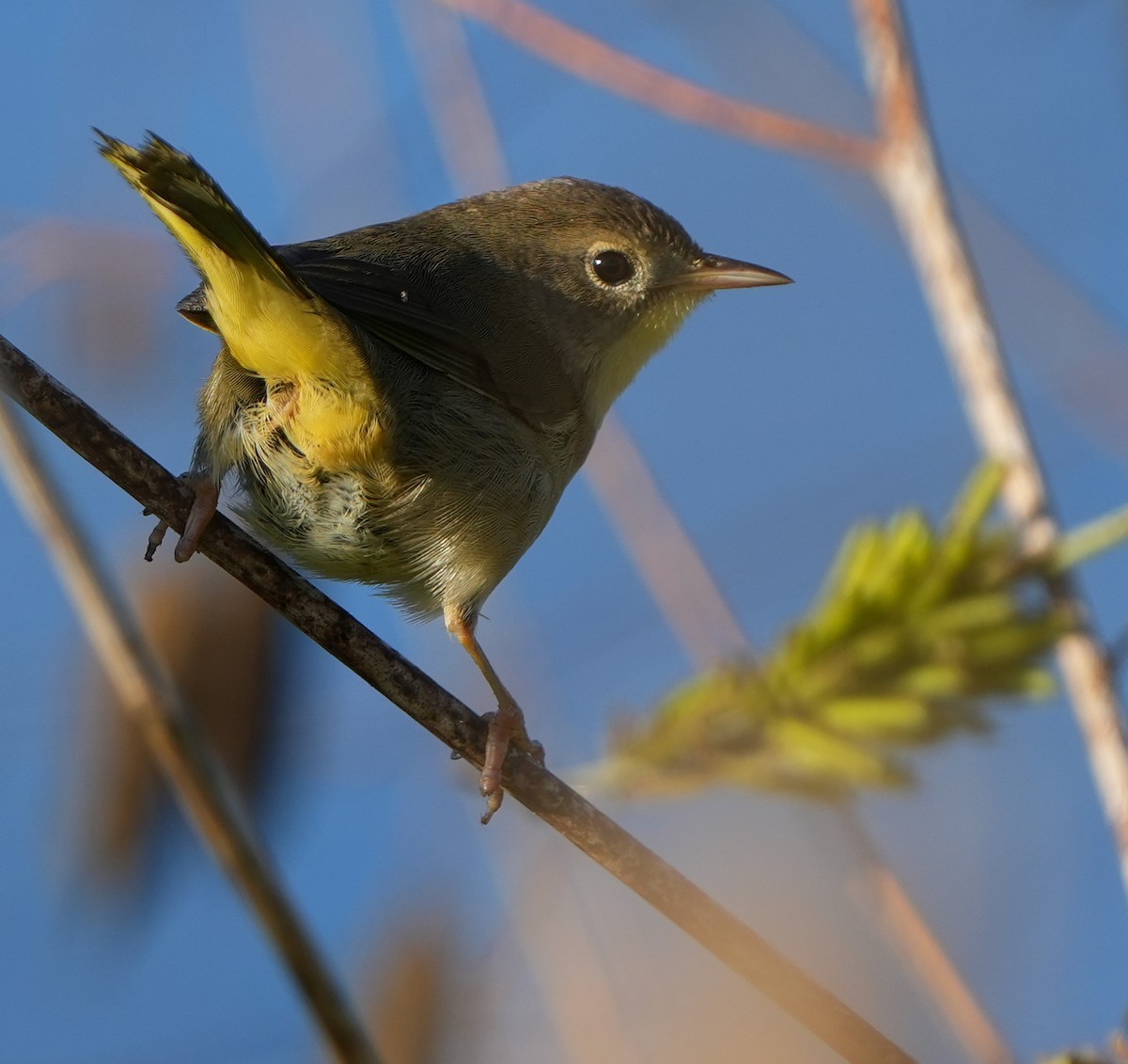 Common Yellowthroat - ML644786316