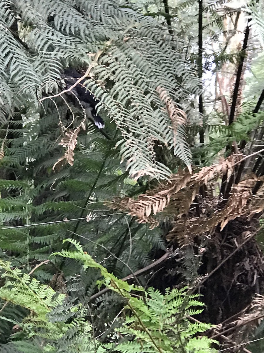 Pied Currawong - ML644786326