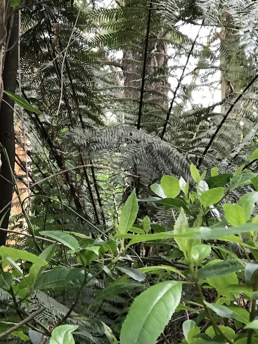 Pied Currawong - ML644786327