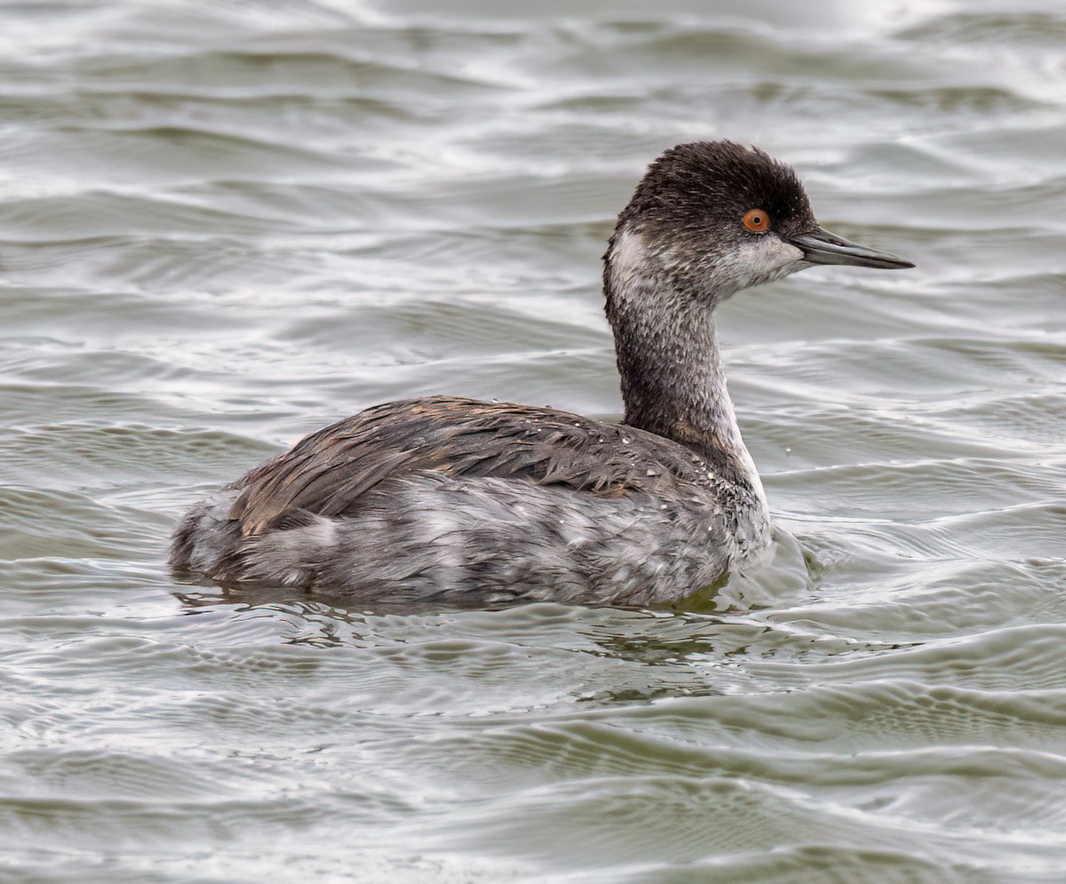 טבלן בינוני - ML644786335