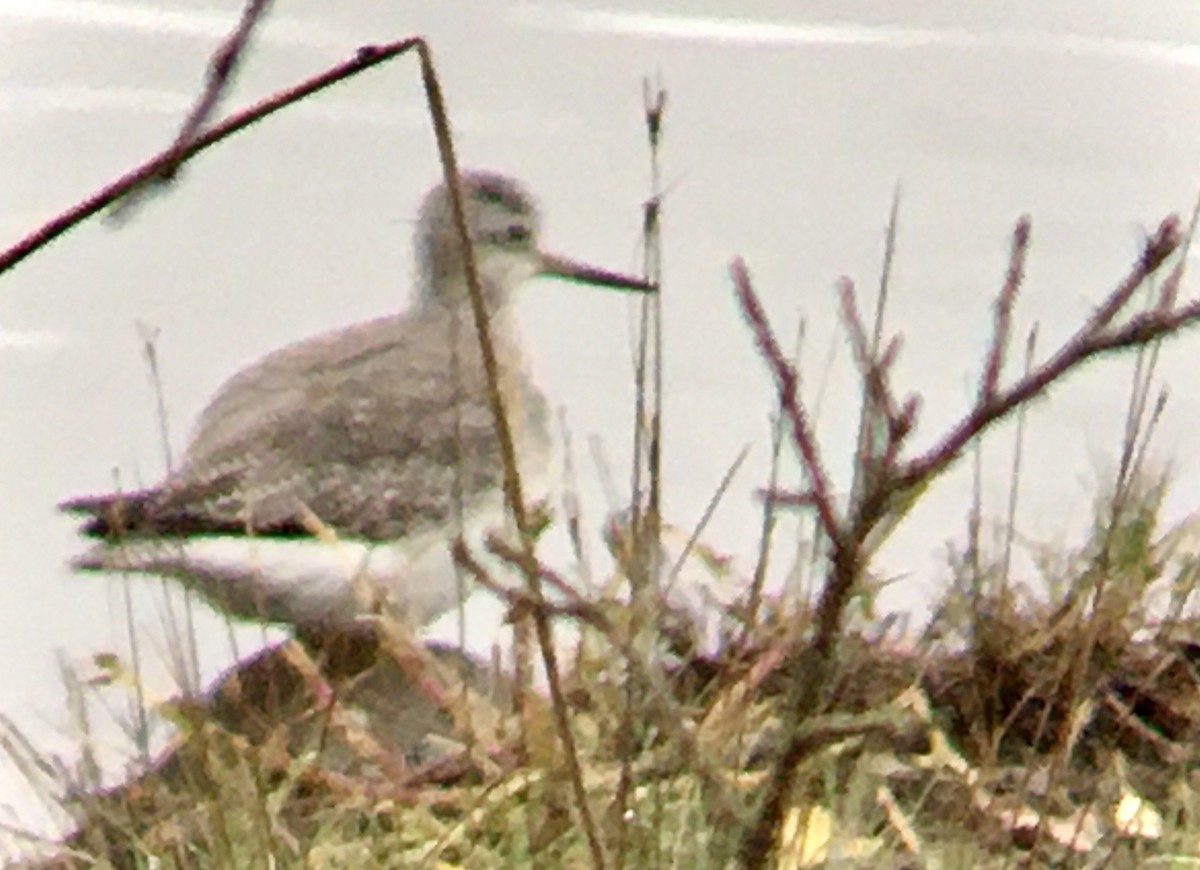 Kuliska hankahori handia - ML644786346