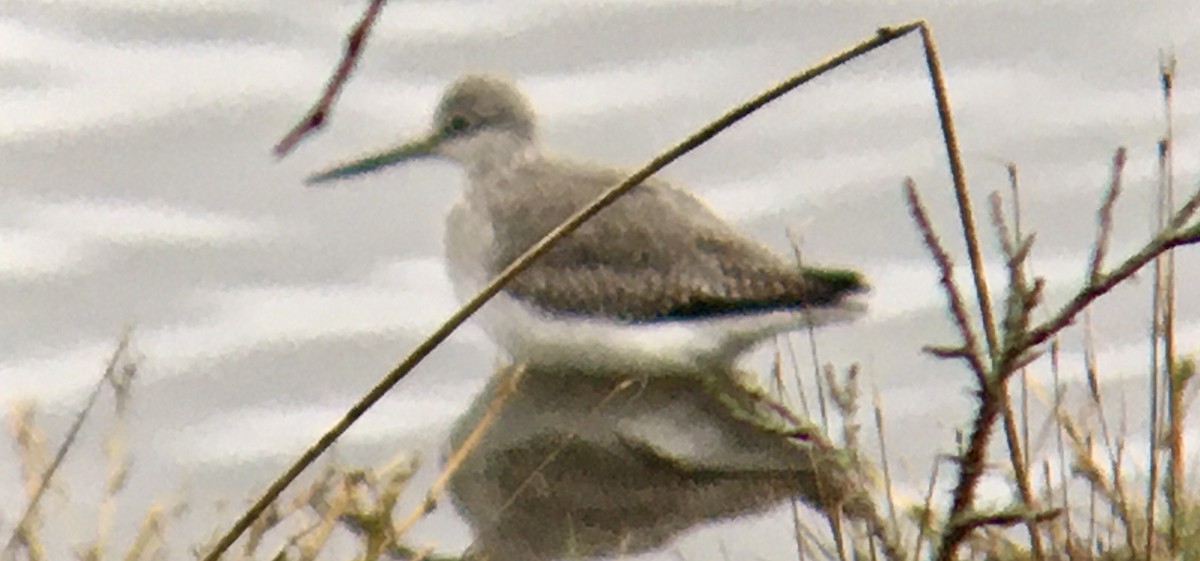 Kuliska hankahori handia - ML644786350