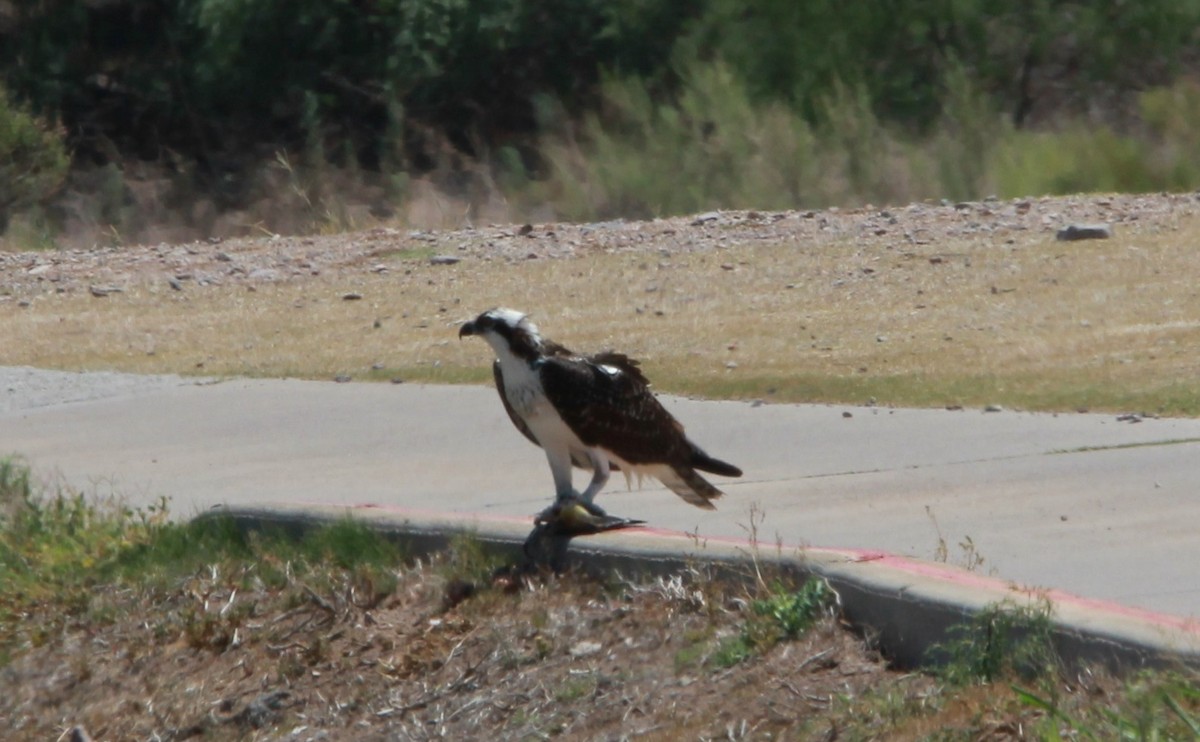 fiskeørn - ML644786351