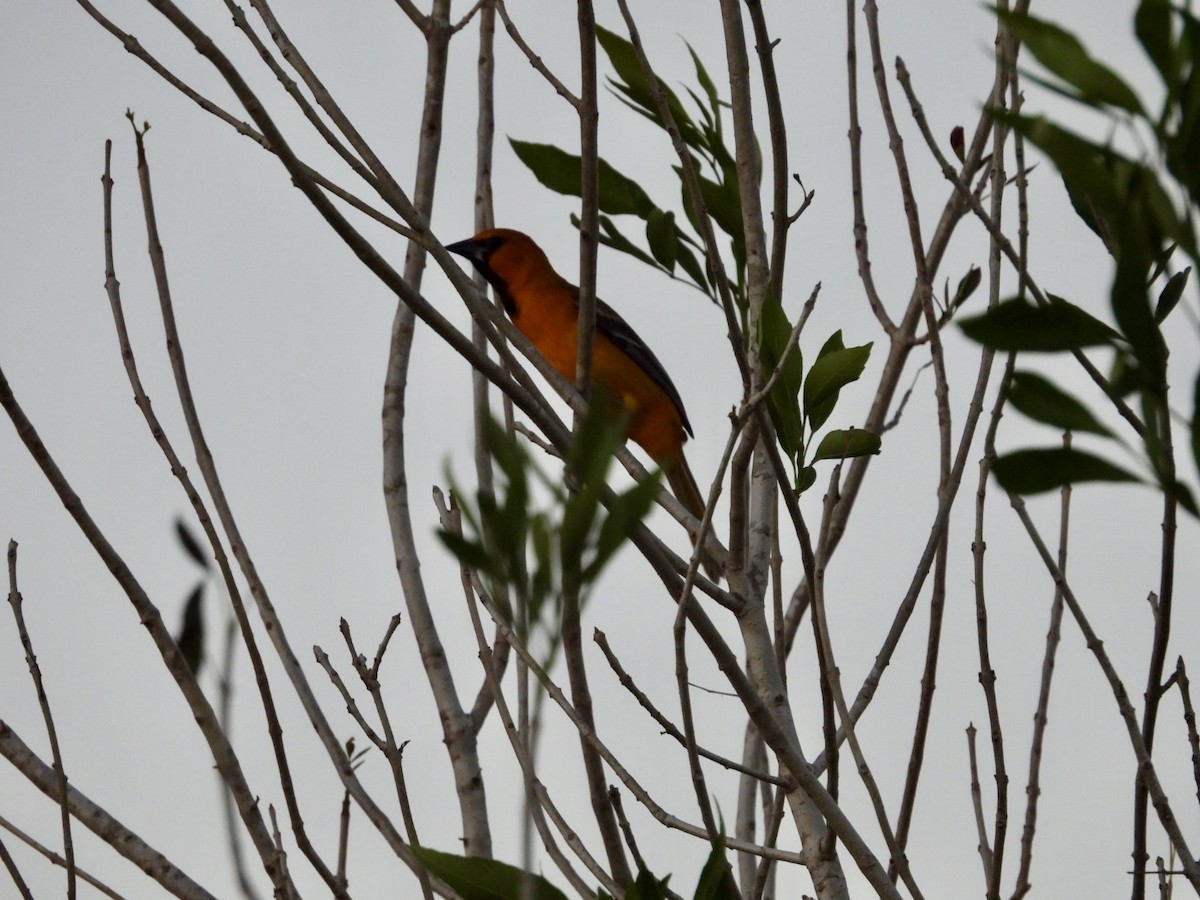 Altamira Oriole - ML644786354