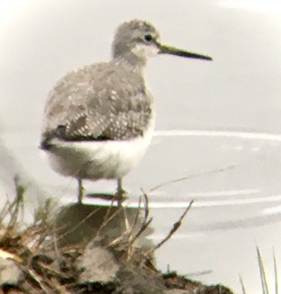 Kuliska hankahori handia - ML644786355