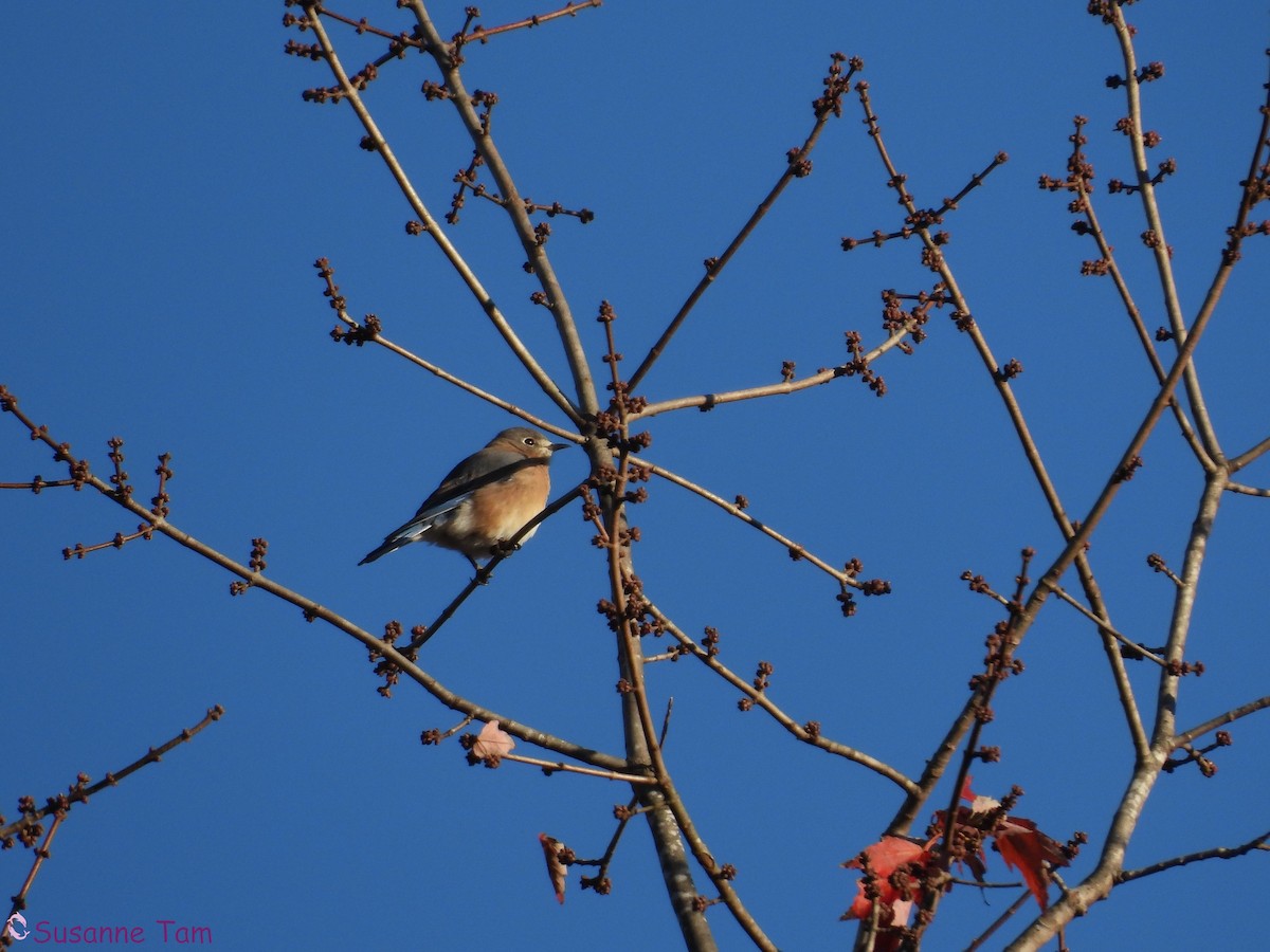 Eastern Bluebird - ML644786360