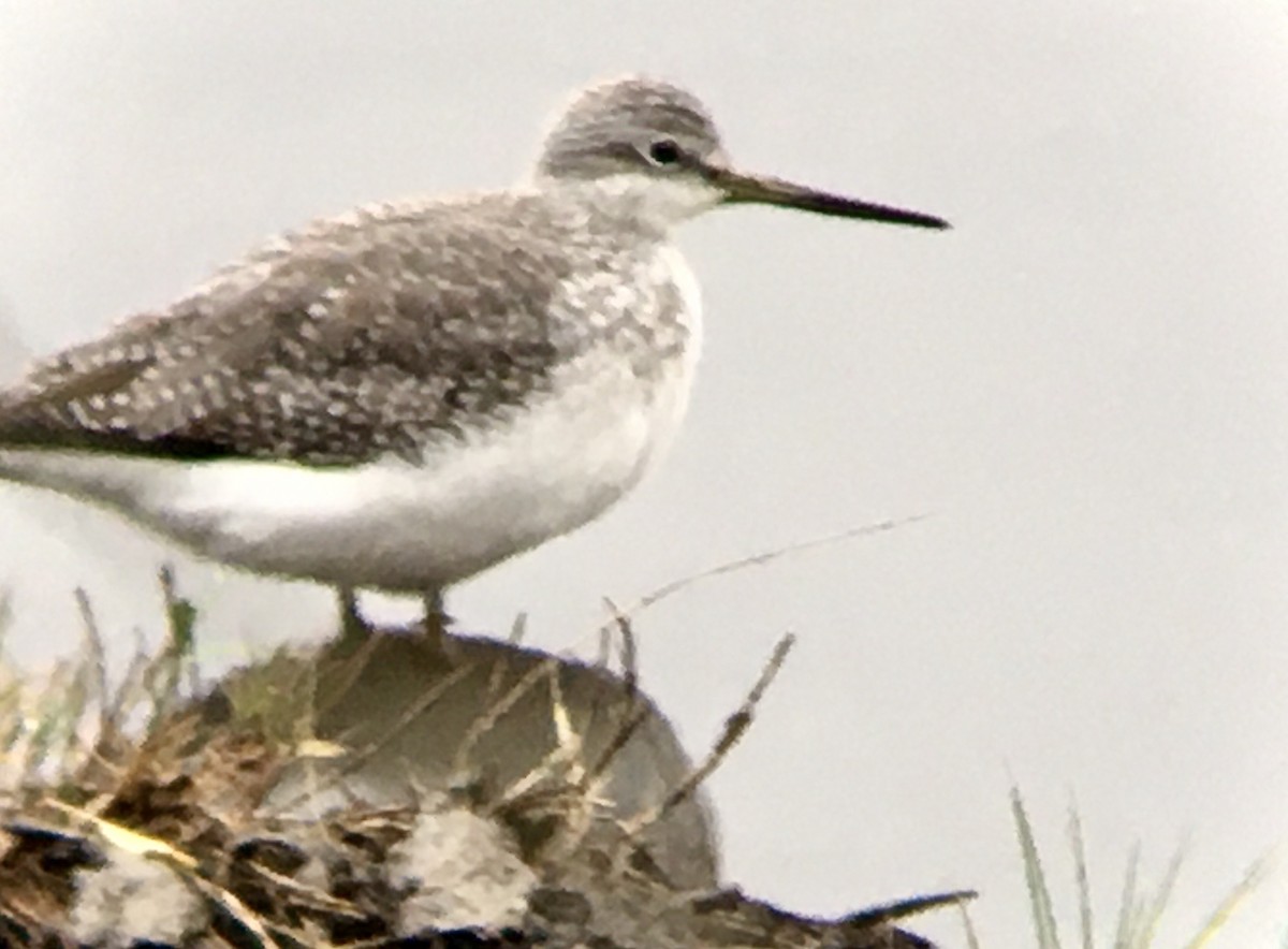 Kuliska hankahori handia - ML644786361