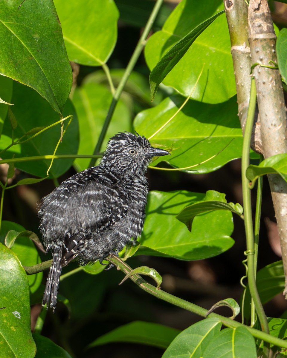 Barred Antshrike - ML644786363
