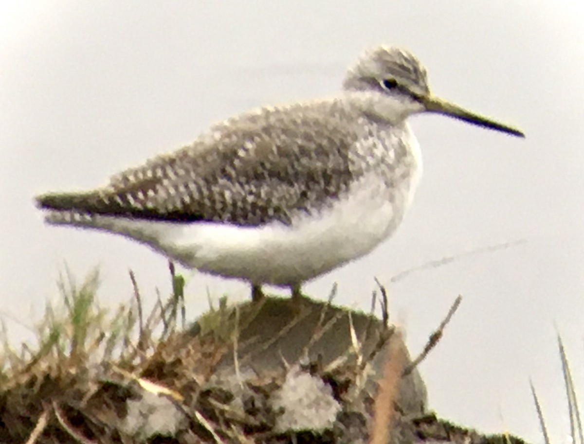 Kuliska hankahori handia - ML644786376