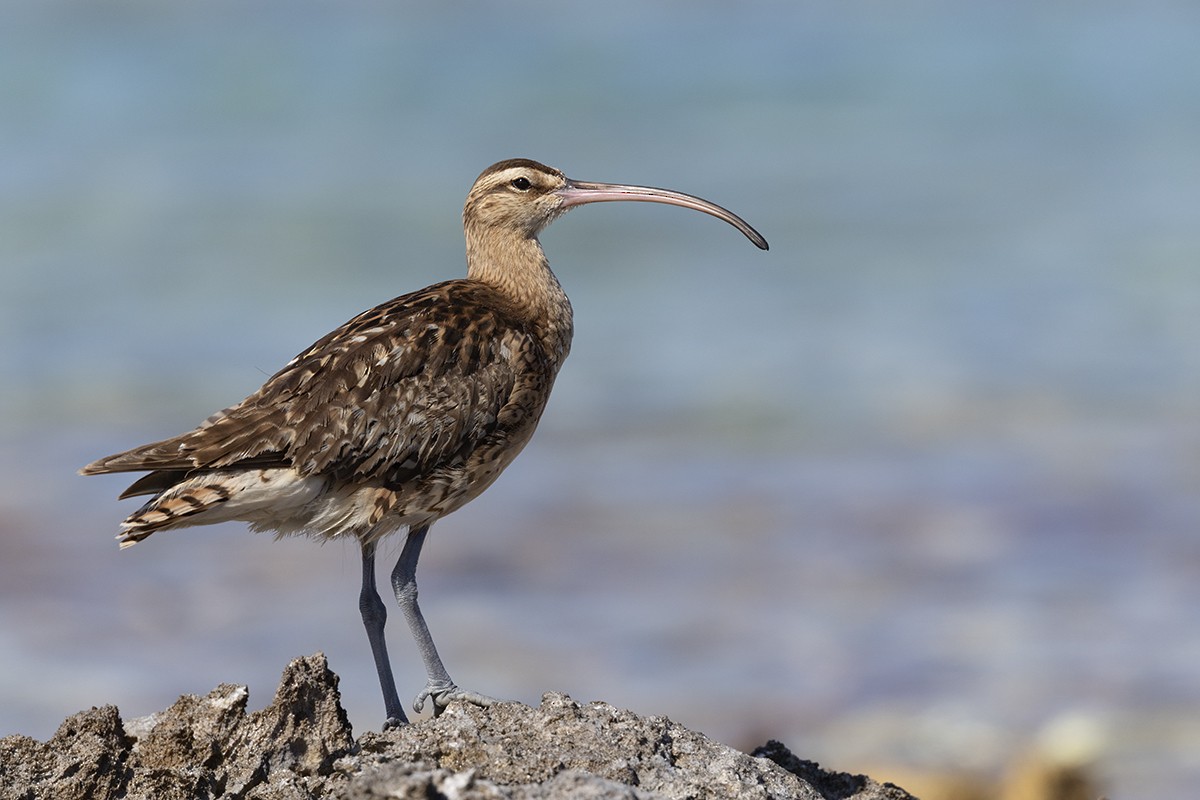 Bristle-thighed Curlew - ML644786386
