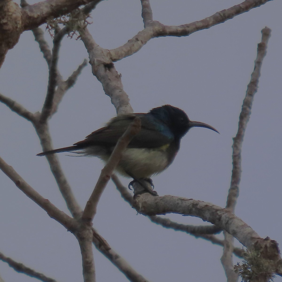 Souimanga Sunbird - ML644786390