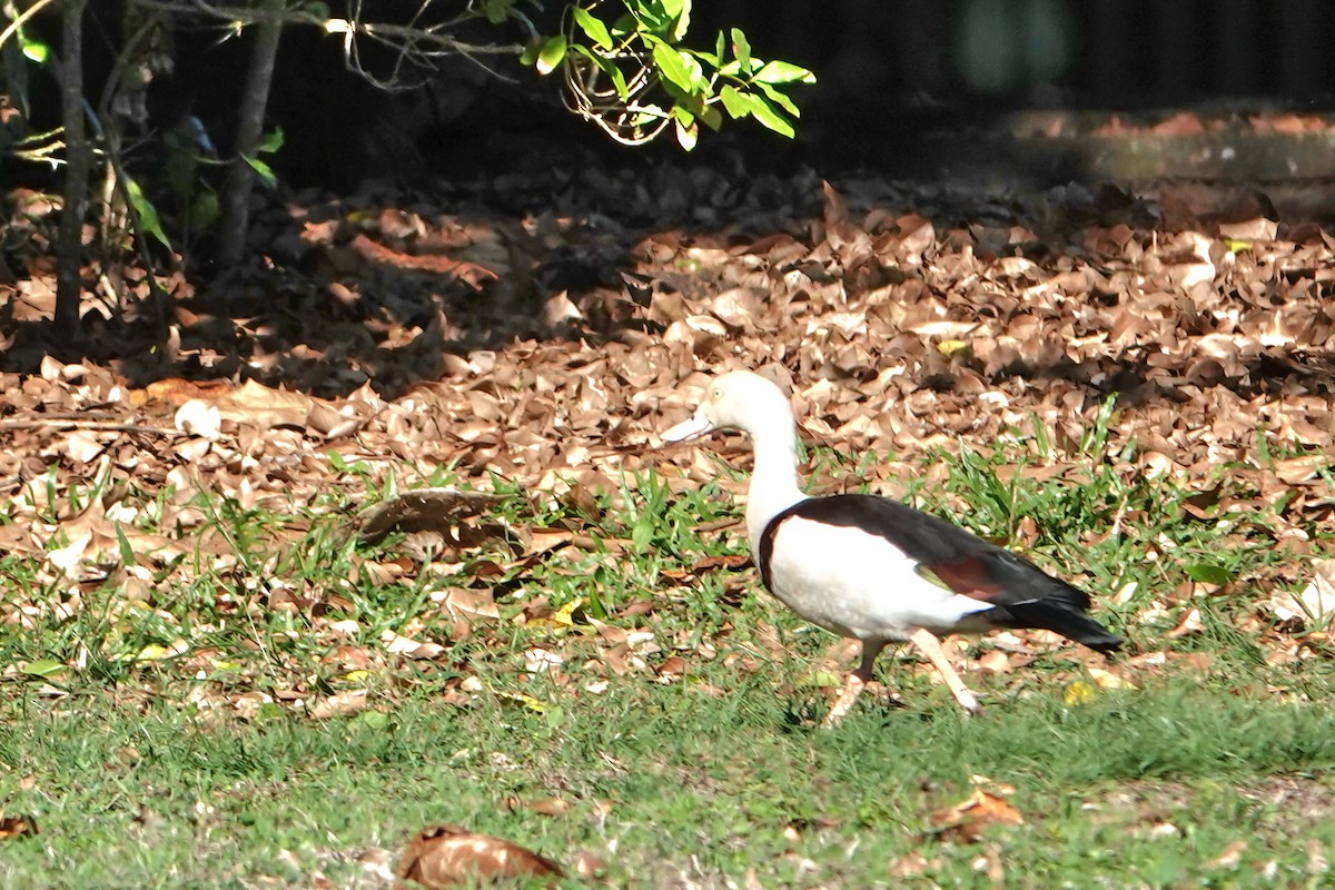 Radjah Shelduck - ML644786392