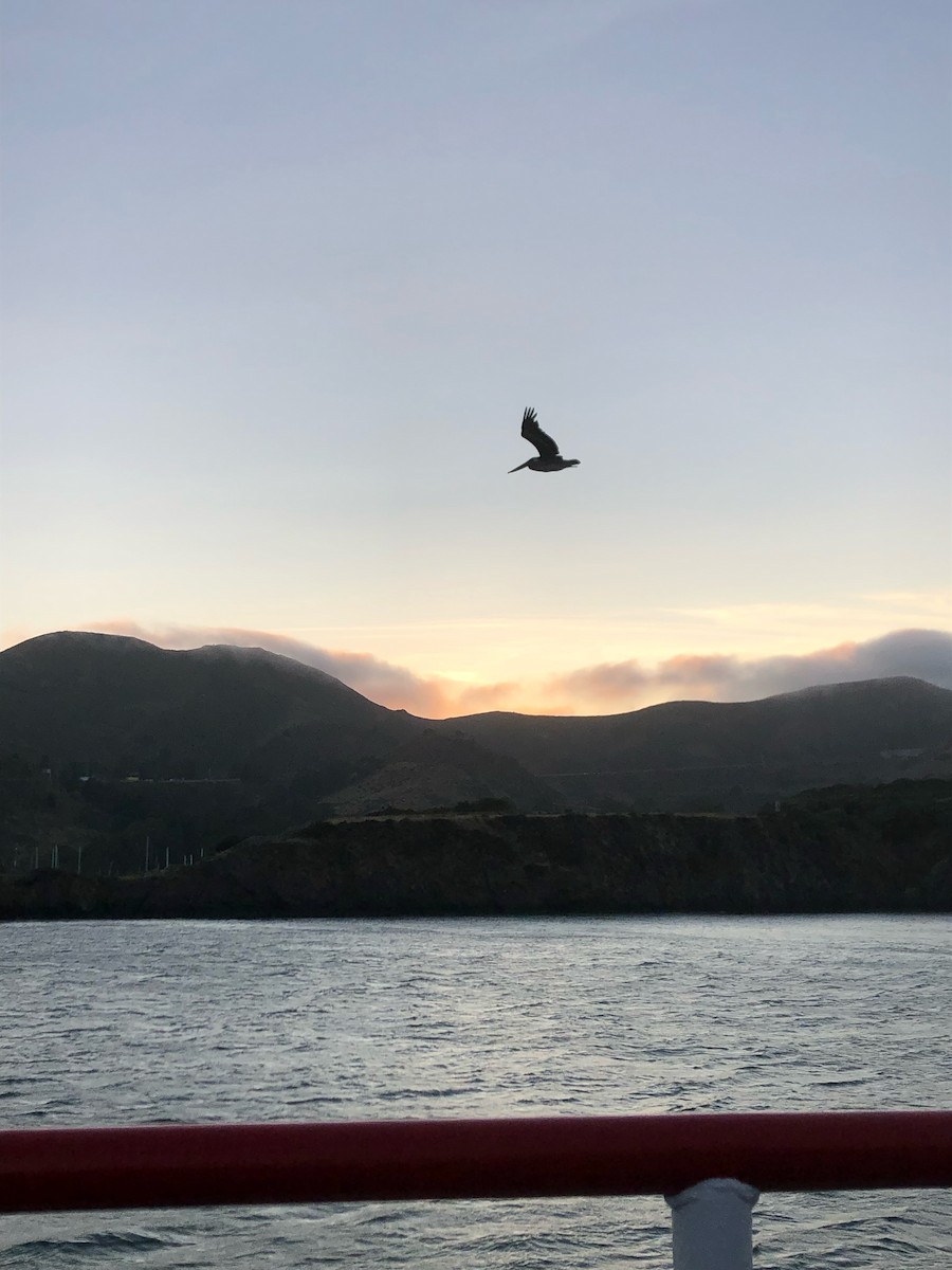 Brown Pelican - ML644786393